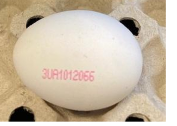 UK egg sampling discovers different Salmonella outbreak
