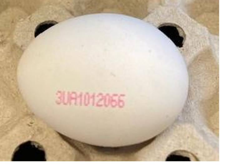 UK egg sampling discovers different Salmonella outbreak