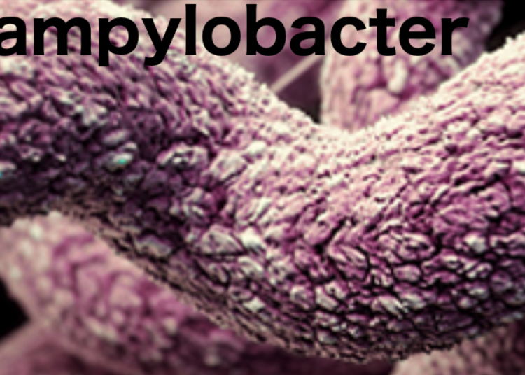Campylobacter response in chickens not enough for elimination