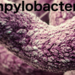 Campylobacter response in chickens not enough for elimination