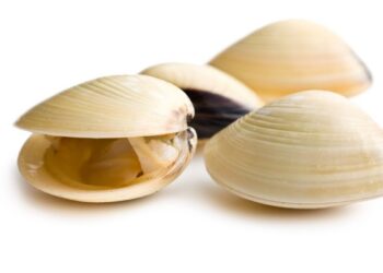 Oysters, clams linked to Salmonella outbreak; river closed to harvesting