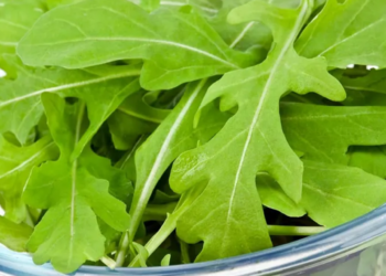 Salmonella sickens 16 in Sweden