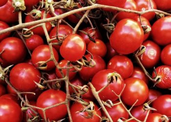 Tomato use suspended as Italy tackles Salmonella outbreak