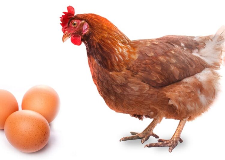 Stricter Dutch rules planned as Salmonella battle continues
