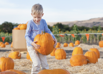 E. coli infections reported among children who visited pumpkin patches, petting zoos