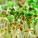 Sprouting seeds recalled because of Salmonella contamination